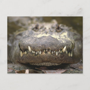 Amerikaanse alligator briefkaart