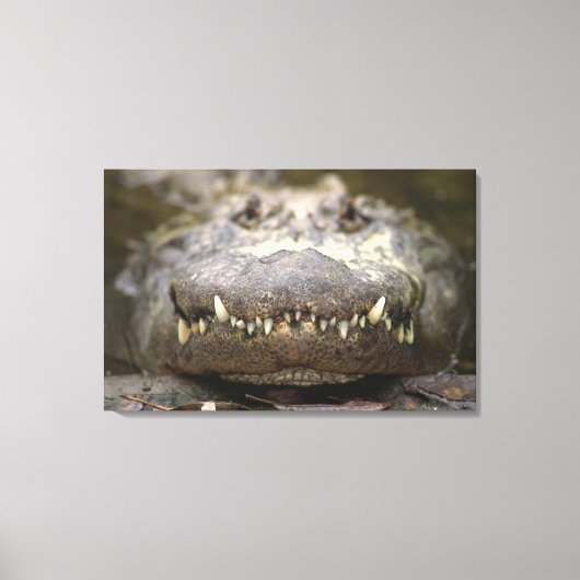 Amerikaanse alligator canvas afdruk (Voorkant)
