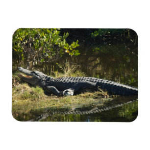 Amerikaanse alligator die zich in de zon koestert magneet