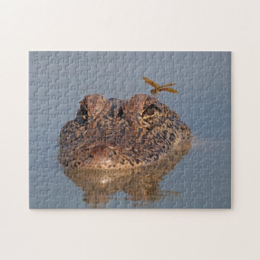 Amerikaanse Alligator en Dragonfly - Wildlife Foto Legpuzzel (Horizontaal)