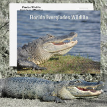 Amerikaanse Alligator Florida Everglades Wilde die