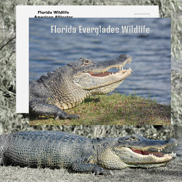 Amerikaanse Alligator Florida Everglades Wilde die Briefkaart