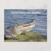 Amerikaanse Alligator Florida Everglades Wildlife Briefkaart (Voorkant)