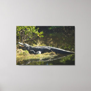 Amerikaanse alligator genietend in de zon Wildlife Canvas Afdruk