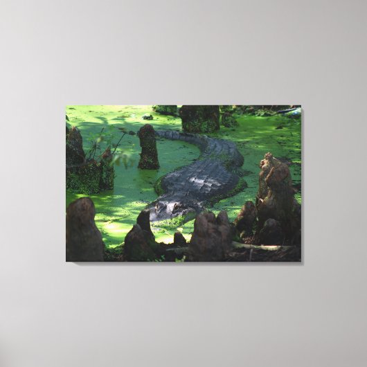Amerikaanse alligator in de moerassen Fine Art Fot Canvas Afdruk (Voorkant)