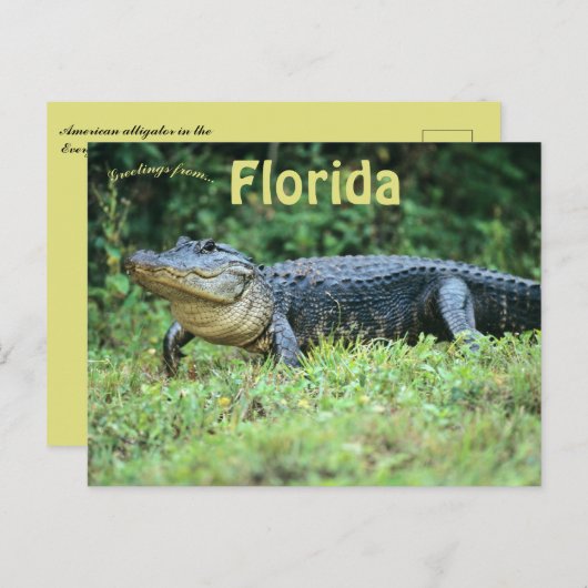 Amerikaanse alligator in Florida Briefkaart (Voorkant / Achterkant)