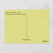 Amerikaanse alligator in Florida Briefkaart (Achterkant)