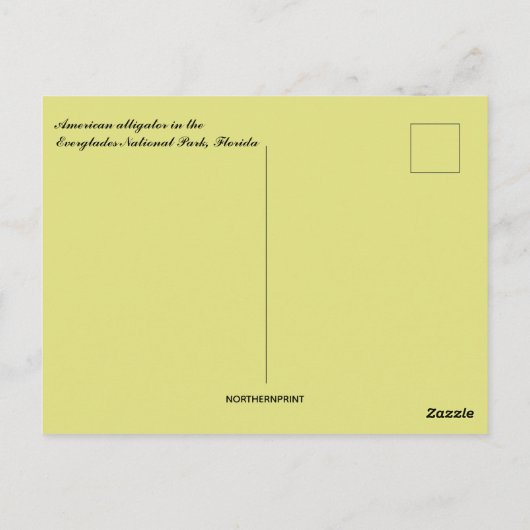 Amerikaanse alligator in Florida Briefkaart (Achterkant)