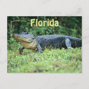 Amerikaanse alligator in Florida Briefkaart