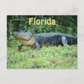 Amerikaanse alligator in Florida Briefkaart (Voorkant)