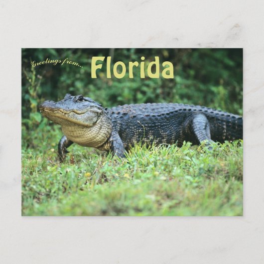 Amerikaanse alligator in Florida Briefkaart (Voorkant)