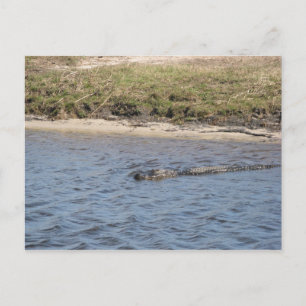 Amerikaanse alligator in het wild zwemmend in een briefkaart