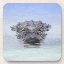 Amerikaanse Alligator – Lake Apopka Wildlife Drive