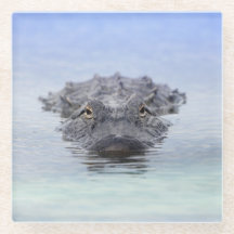 Amerikaanse Alligator – Lake Apopka Wildlife Drive