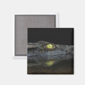 Amerikaanse Alligator Magneet (Voorkant / Achterkant)
