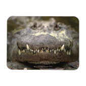 Amerikaanse alligator magneet (Horizontaal)