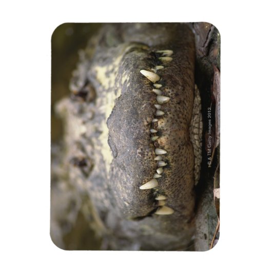 Amerikaanse alligator magneet (Verticaal)