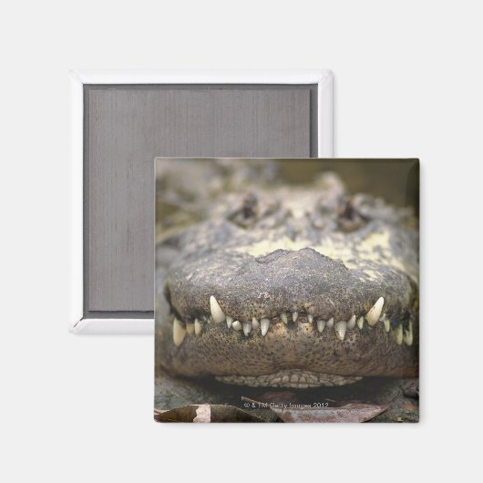 Amerikaanse alligator magneet (Voorkant / Achterkant)