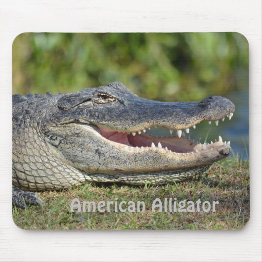 Amerikaanse Alligator Muismat (Voorkant)