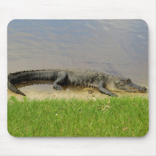 Amerikaanse alligator - Nice en stil Muismat (Voorkant)