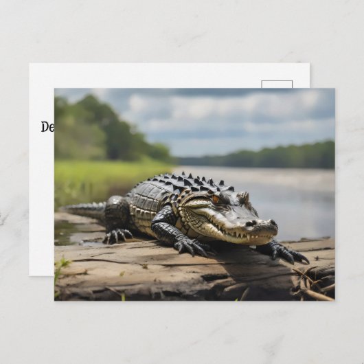 Amerikaanse Alligator op het land 's nachts volle  Briefkaart (Voorkant / Achterkant)