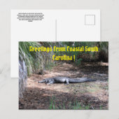 amerikaanse alligator post briefkaart (Voorkant / Achterkant)