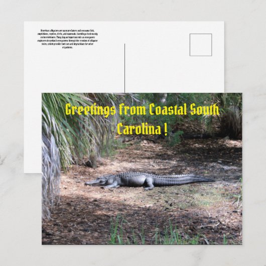 amerikaanse alligator post briefkaart (Voorkant / Achterkant)