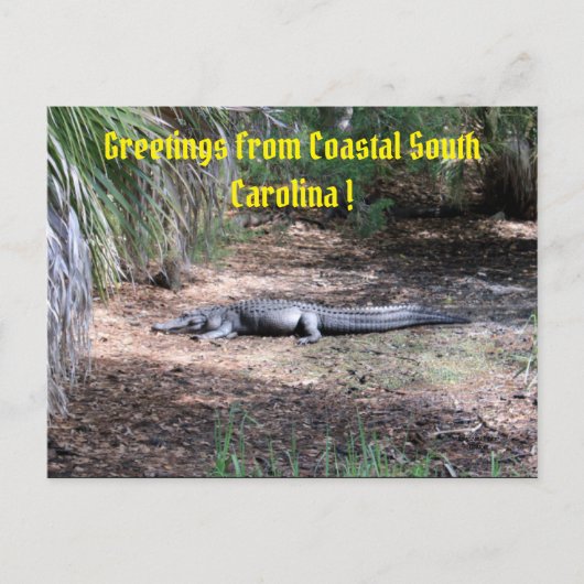 amerikaanse alligator post briefkaart (Voorkant)