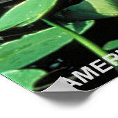 Amerikaanse Alligator Poster (Hoek)