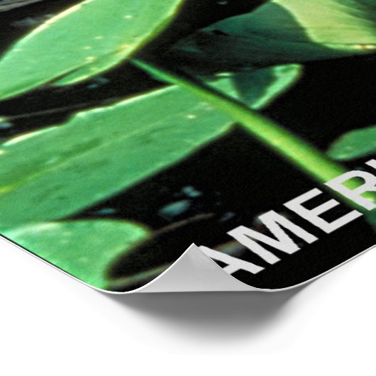 Amerikaanse Alligator Poster (Hoek)