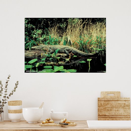 Amerikaanse Alligator Poster (Keuken)