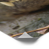 Amerikaanse Alligator Poster (Hoek)