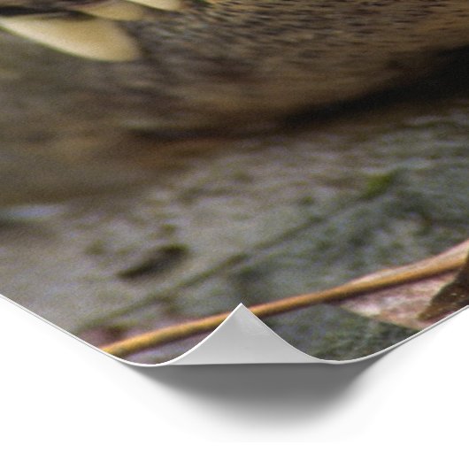 Amerikaanse Alligator Poster (Hoek)