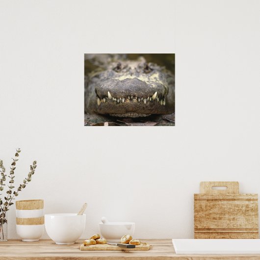 Amerikaanse Alligator Poster (Keuken)