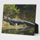 Amerikaanse alligator rustend langs een Florida-we Fotoplaat (Zijkant)
