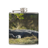 Amerikaanse alligator rustend langs een Florida-we Heupfles (Voorkant)
