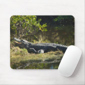 Amerikaanse alligator rustend langs een Florida we Muismat (Met muis)
