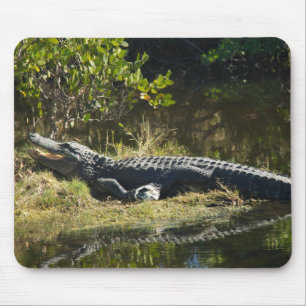 Amerikaanse alligator rustend langs een Florida we Muismat