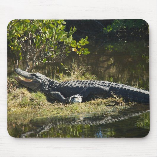 Amerikaanse alligator rustend langs een Florida we Muismat (Voorkant)