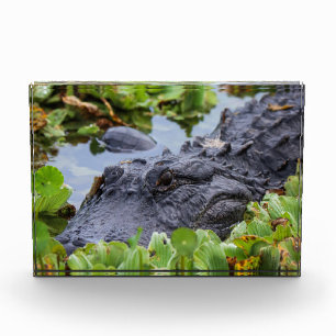 Amerikaanse Alligator tussen de planten - Levendig Fotoblokken