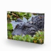 Amerikaanse Alligator tussen de planten - Levendig Fotoblokken (Rechts)