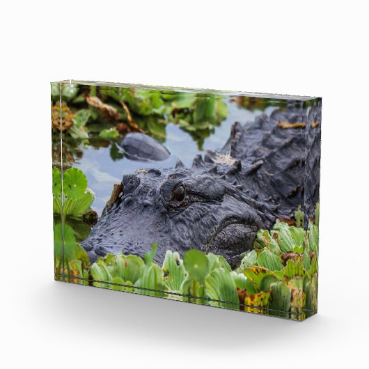 Amerikaanse Alligator tussen de planten - Levendig Fotoblokken (Rechts)