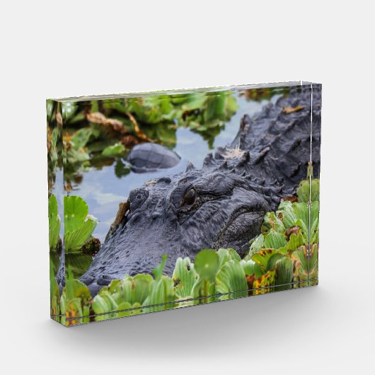 Amerikaanse Alligator tussen de planten - Levendig Fotoblokken (Links)