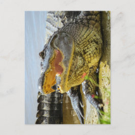 Amerikaanse Alligator Van aangezicht tot aangezic Briefkaart