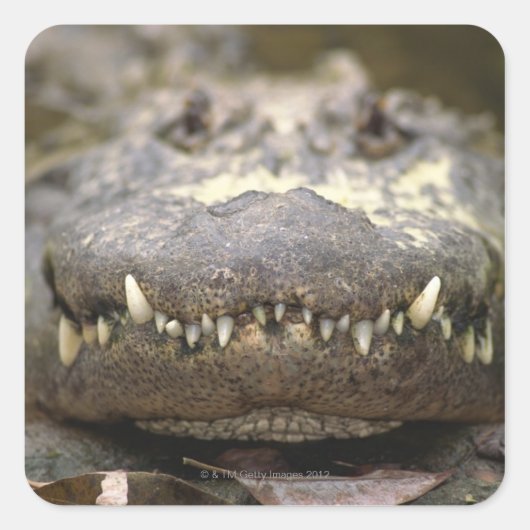 Amerikaanse alligator vierkante sticker (Voorkant)