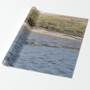 Amerikaanse alligator zwemt in een moerasrivier cadeaupapier
