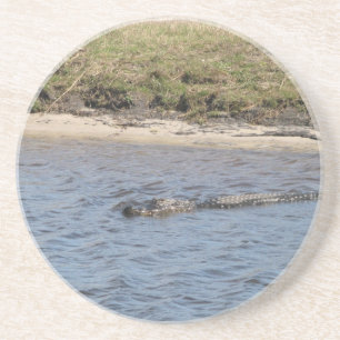 Amerikaanse alligator zwemt in moeras in Florida Zandsteen Onderzetter