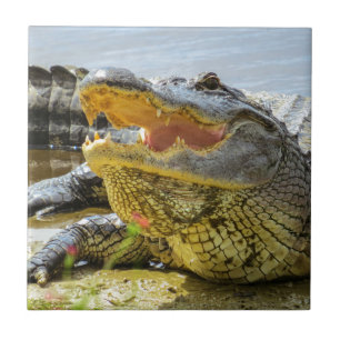 Amerikaanse Alligatorfoto. Gezichtelijk Tegeltje