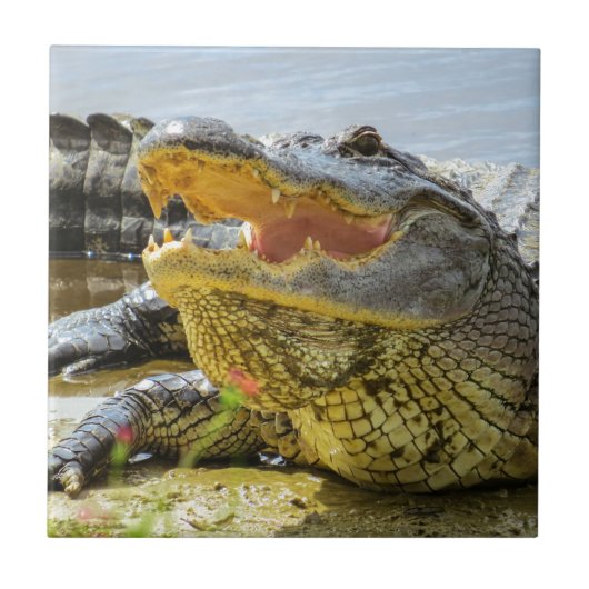 Amerikaanse Alligatorfoto. Gezichtelijk Tegeltje (Voorkant)