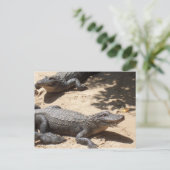 Amerikaanse Alligators Briefkaart (Staand voorkant)